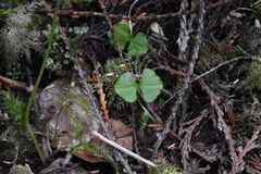 Neottia cordata