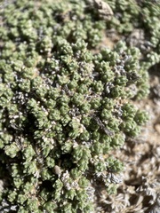 Phlox condensata