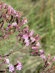 Stevia viscida
