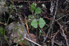 Parallelomma vittatum