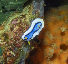 Chromodoris annae