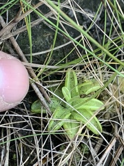 Pinguicula pumila
