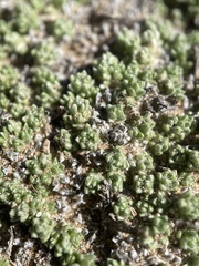 Phlox condensata