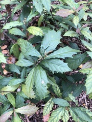 Graptophyllum ilicifolium