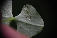 Parallelomma vittatum