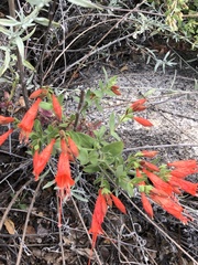 Epilobium canum