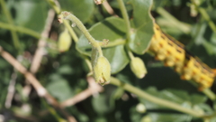 Mirabilis laevis retrorsa