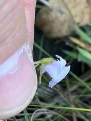 Pinguicula pumila