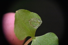 Parallelomma vittatum