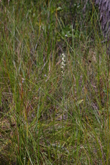Spiranthes laciniata
