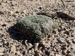 Phlox condensata