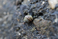 Nodilittorina pyramidalis