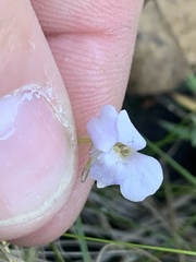 Pinguicula pumila