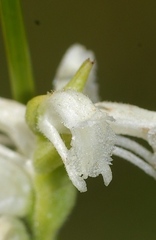 Spiranthes laciniata