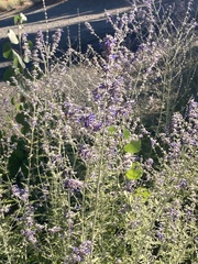 Salvia yangii