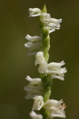 Spiranthes laciniata