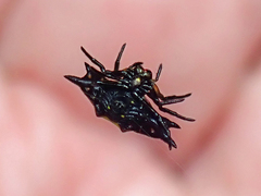 Gasteracantha quadrispinosa