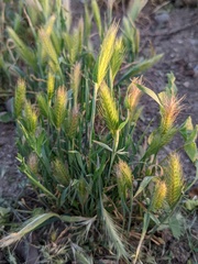 Hordeum murinum
