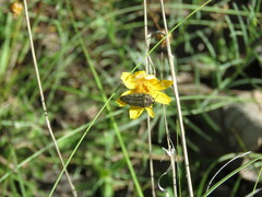 Acmaeodera cuprina