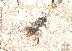 Tachysphex terminatus