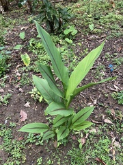 Curcuma longa