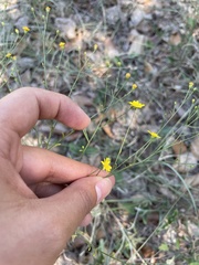 Gutierreziinae