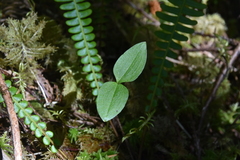 Neottia banksiana