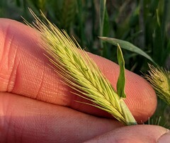 Hordeum murinum