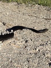 Masticophis fuliginosus