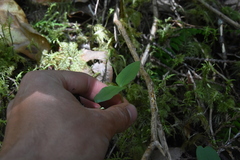 Neottia banksiana