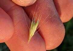 Hordeum murinum