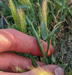 Hordeum murinum