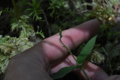Neottia banksiana