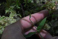 Neottia banksiana