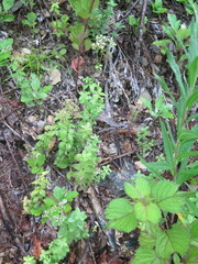 Galium platygalium