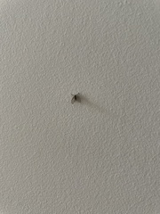 Clogmia albipunctata