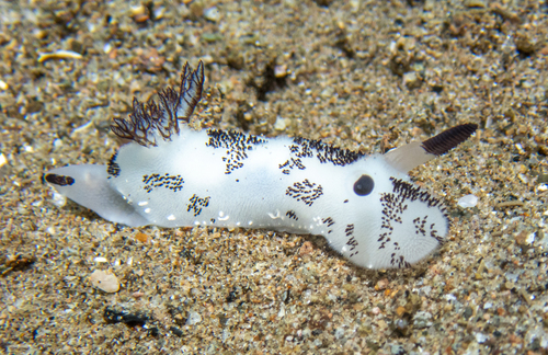 Mourning Dorid