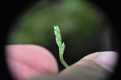 Neottia banksiana