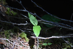 Neottia banksiana