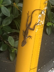 Anolis cristatellus