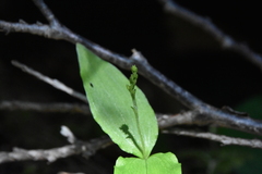 Neottia banksiana