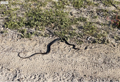 Masticophis fuliginosus