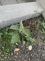 Amaranthus retroflexus