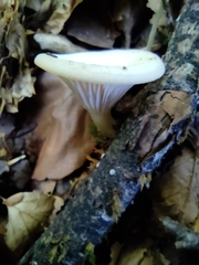 Singerocybe phaeophthalma