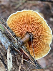 Hygrophoropsis
