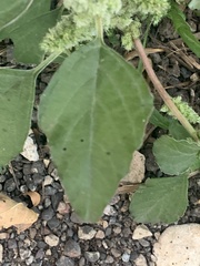 Amaranthus retroflexus