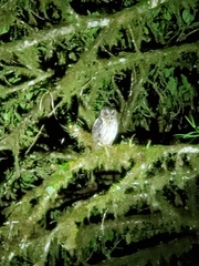 Strix virgata