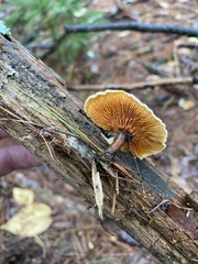 Hygrophoropsis