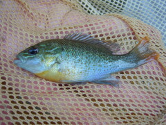 Lepomis auritus