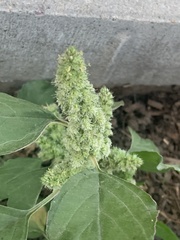 Amaranthus retroflexus